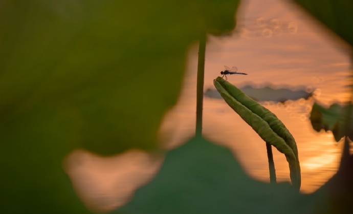 绿阴不断。点水蜻蜓，夕阳天又晚