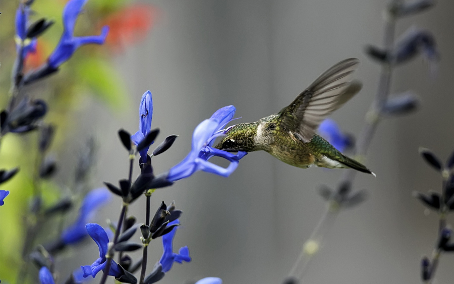 最小鸟类蜂鸟采蜜高清图片欣赏