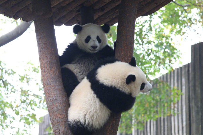两只可爱的大熊猫上树图片