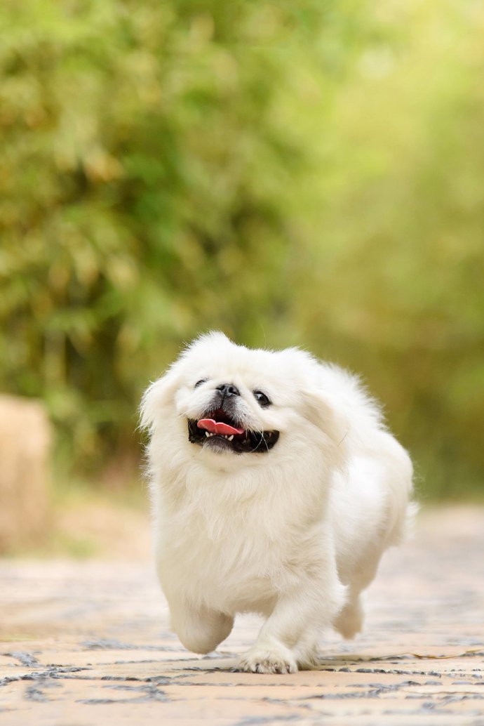 一只超级可爱的白色小狗狗图片