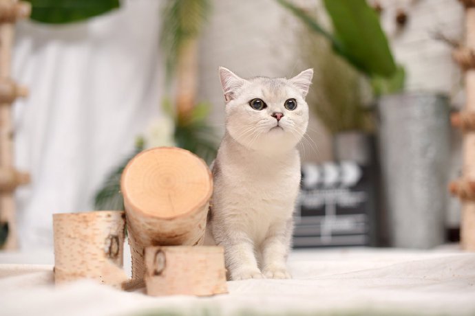 一组超级可爱呆萌的小白猫图片