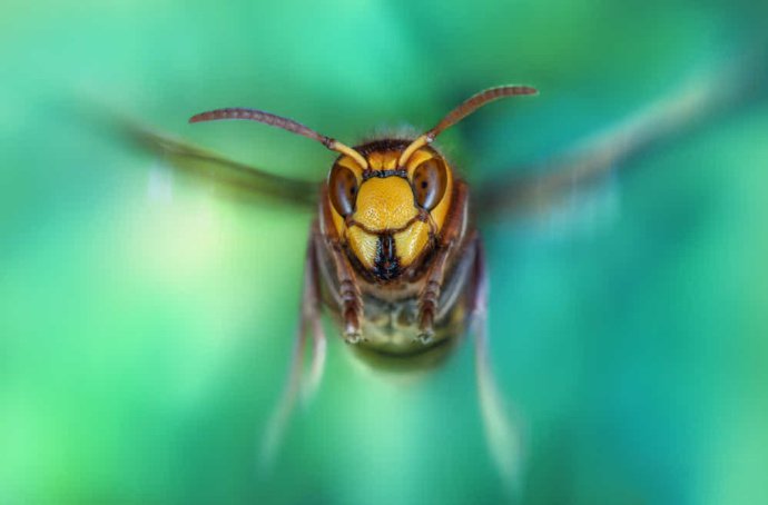 一组超超近距离的蜜蜂拍摄图片