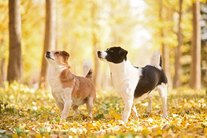 秋天以银杏叶背景下的可爱狗狗的图片