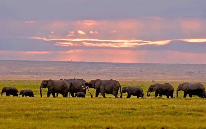 肯尼亚马赛马拉草原拍的野生动物