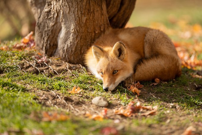 一组野生可爱的狐狸图片