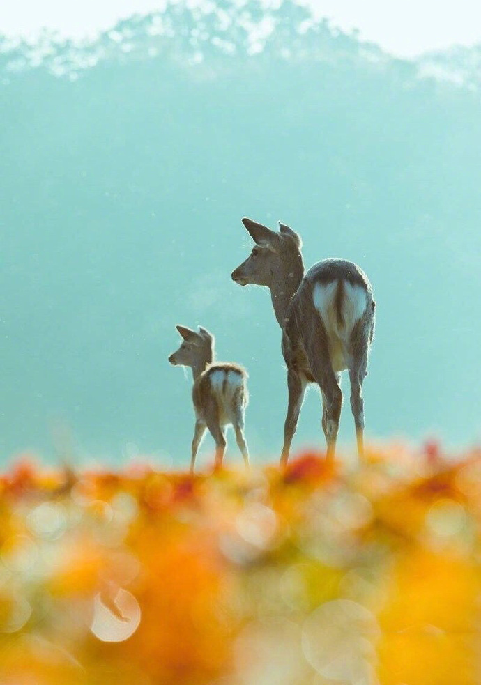 镜头下秋日的奈良小鹿