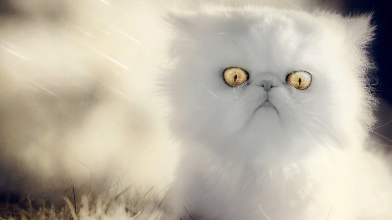 宝石眼睛白色波斯猫图片