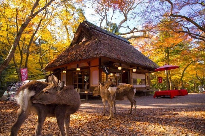 秋日奈良下的小鹿图片