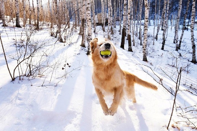 在雪地里快乐玩耍的狗狗