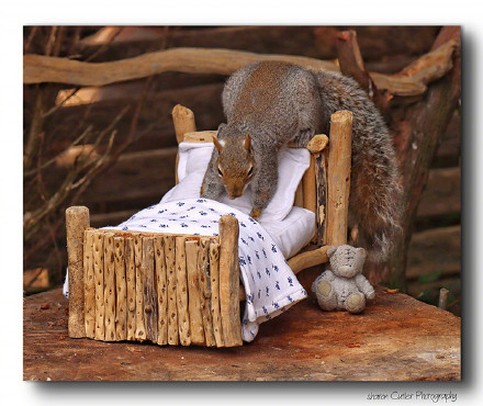 一只松鼠洗漱睡觉的图片