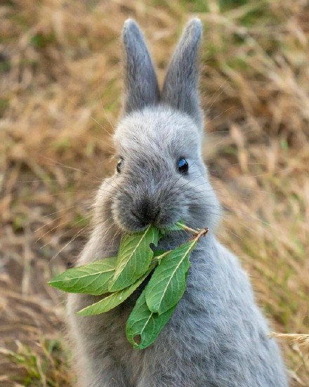 一组乖巧超可爱的小兔子图片