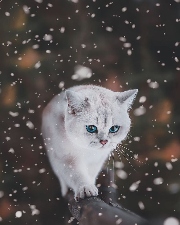 小小白猫，心中也装着世界的广阔