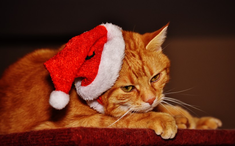 戴着圣诞帽的虎斑猫图片