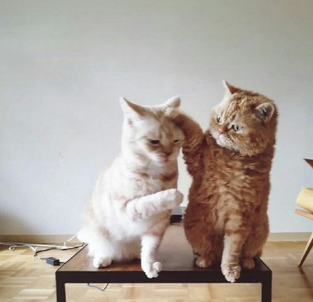 两只活泼可爱的猫咪图片