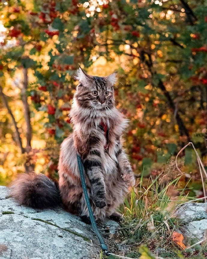 一只散步在深秋林地中的挪威森林-缅因混血猫