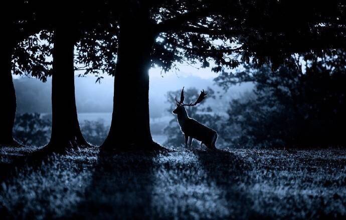 孤寂的暗夜唯美的麋鹿图片