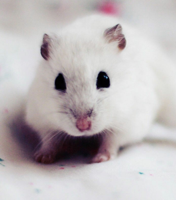 一组可爱小巧的小白鼠图片欣赏