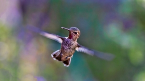 飞行嗡嗡作响的蜂鸟图片