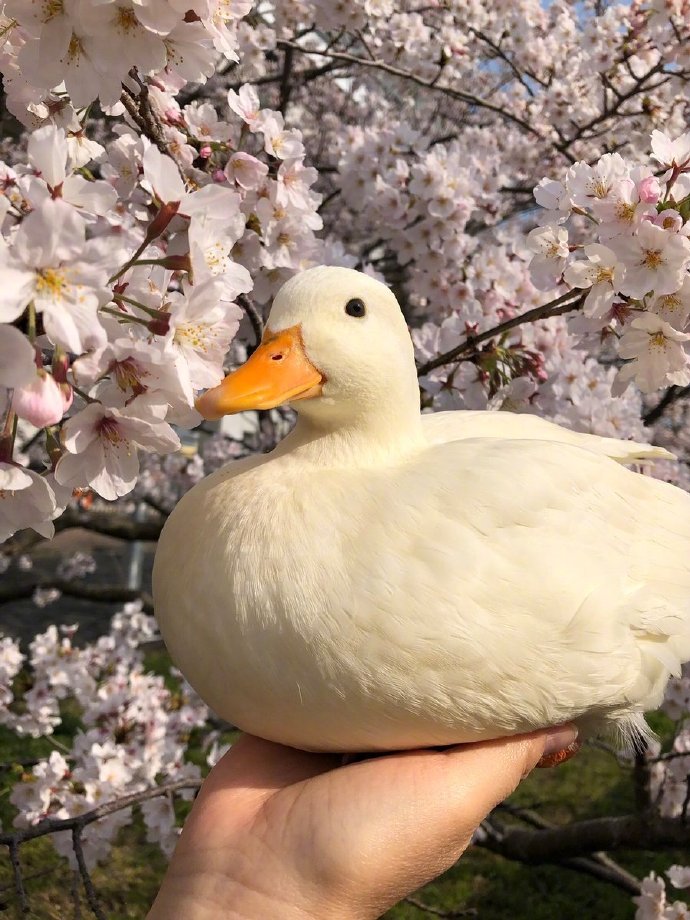 吸一口秀气的樱花鸭图片欣赏