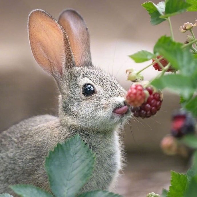 一只小兔子饥不择食的吃草