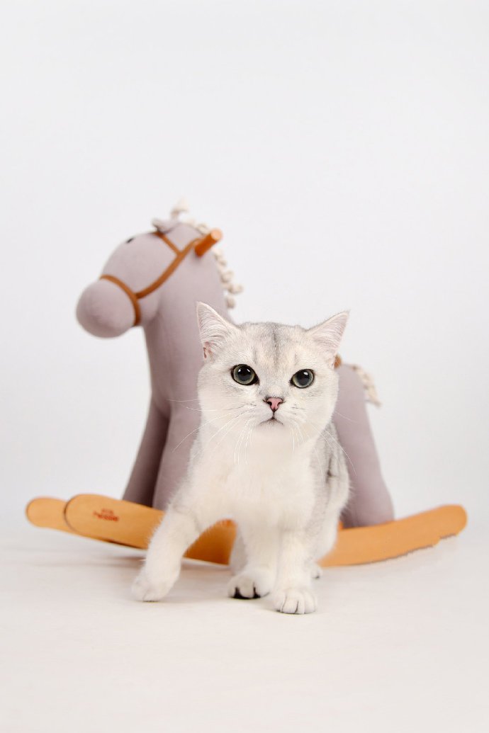 一组超级可爱呆萌的小白猫图片