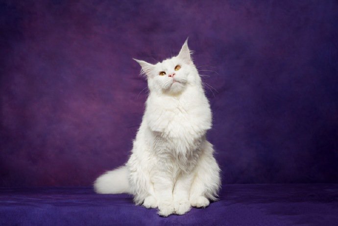 一组紫色背景下的缅因猫图片