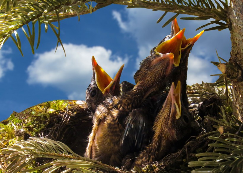 鸟巢中嗷嗷待哺的雏鸟图片