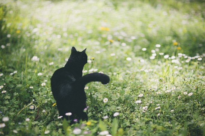 一组酷酷的黑色猫咪摄影图片