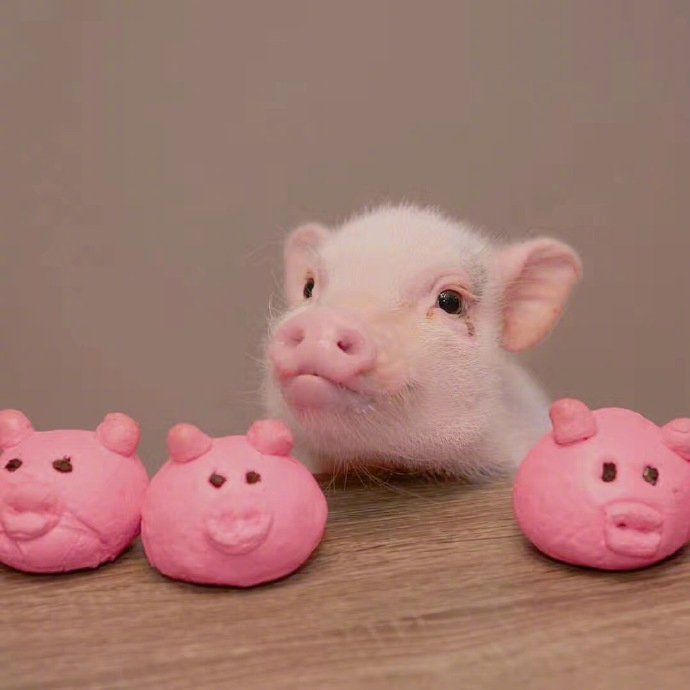 一组蠢萌蠢萌的可爱小猪猪
