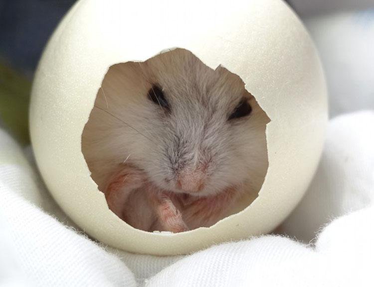 蛋壳里可爱的小仓鼠图片