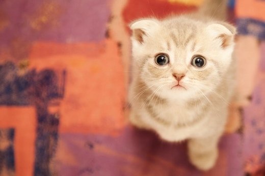 萌萌哒的可爱小猫图片