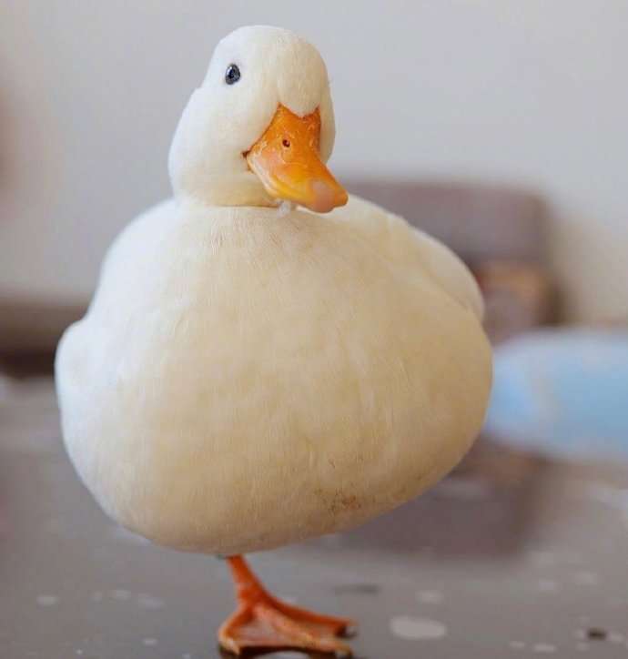 一组白白胖胖可爱的小鸭子
