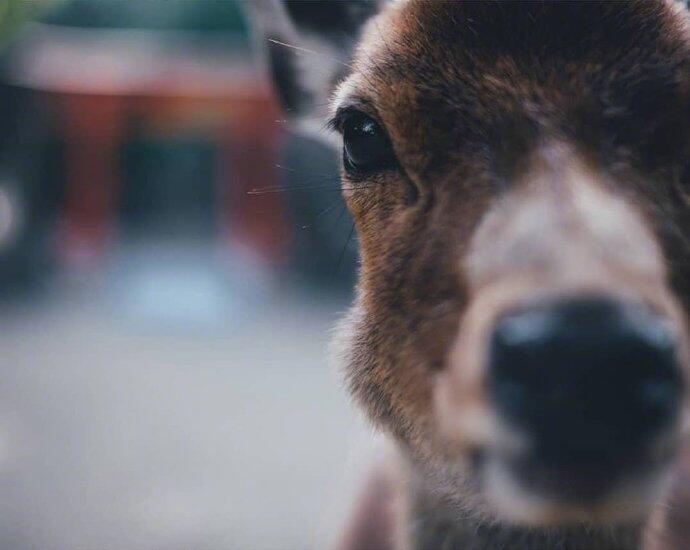 一组意境感超美的奈良小鹿