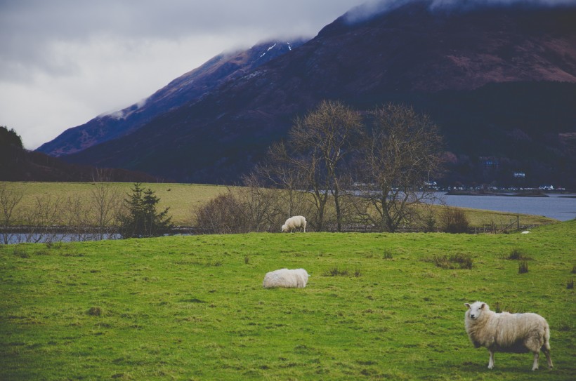 草原上温顺的绵羊图片欣赏