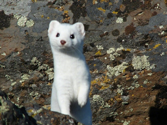 摄影师手下拍摄的白鼬。。。敲可爱啊