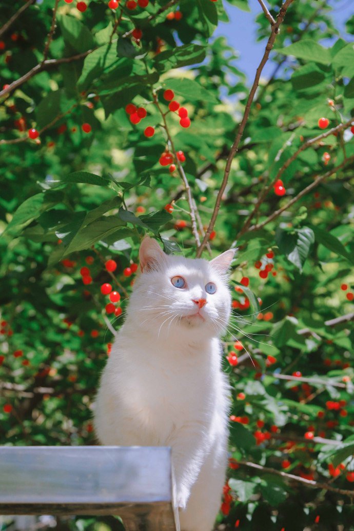 喜欢攀爬的蓝眼白猫