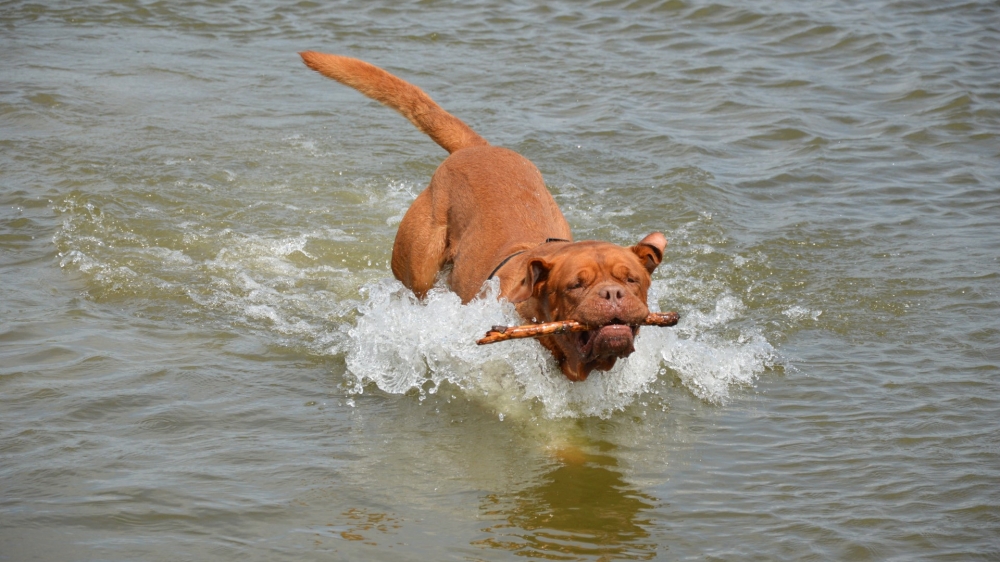 一组水中训练波尔多犬的图片