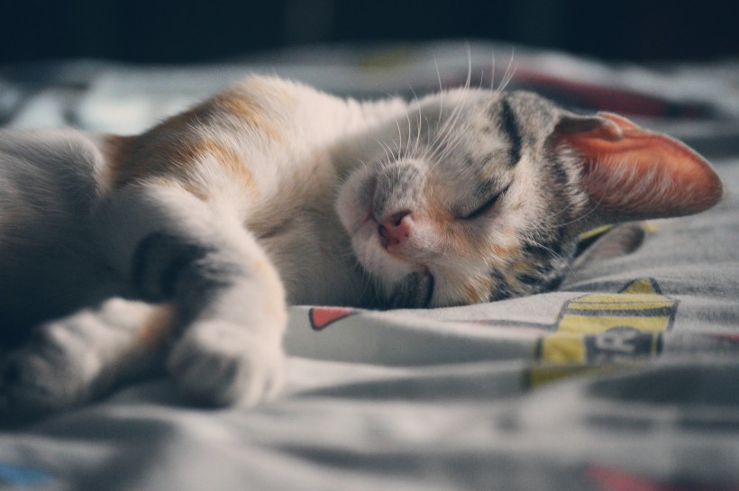 正在睡觉的可爱小猫咪图片