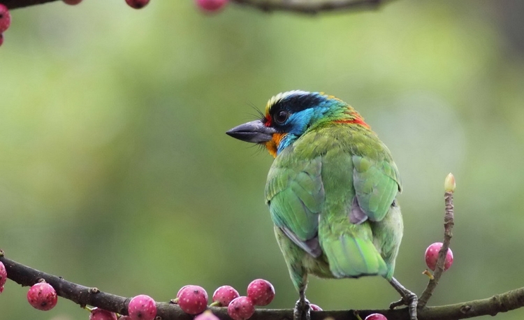 不好动的黑眉拟啄木鸟生态自然摄影图片