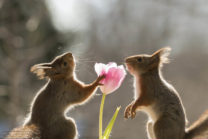 瑞典小松鼠闻香识花迎春天