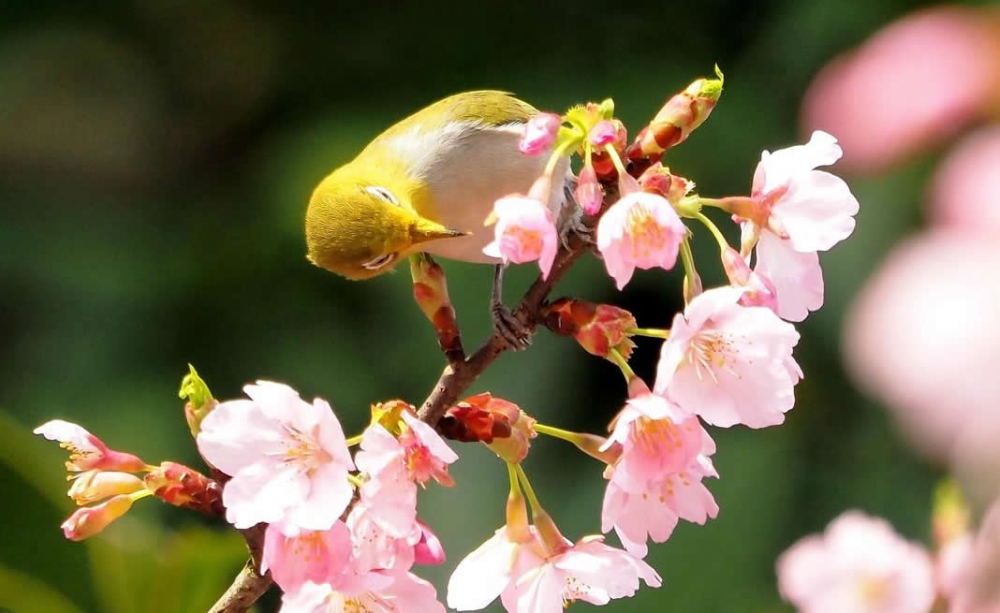 樱花树上可爱的绣眼鸟图片