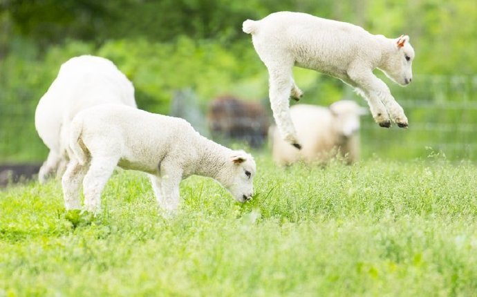 绿地上超可爱治愈的小羊