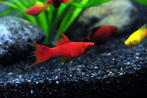 一组红玛丽鱼图片