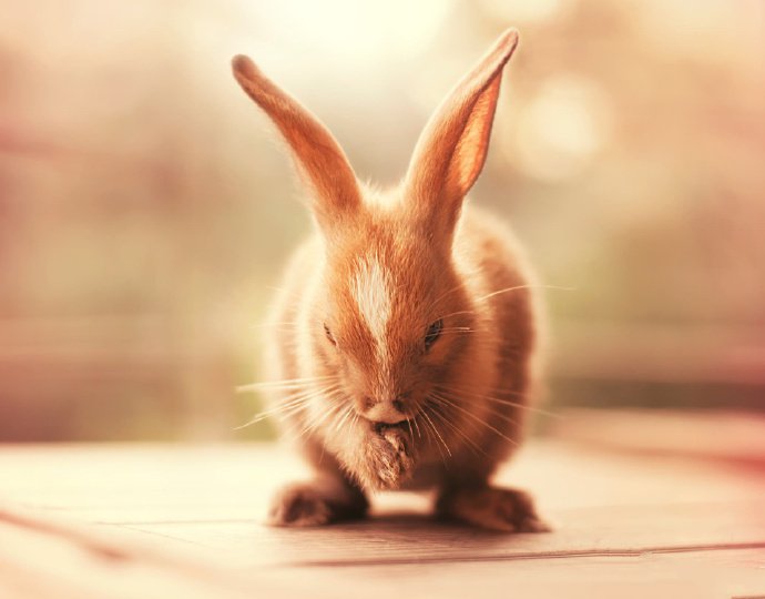 两只耳朵竖起来的小兔子