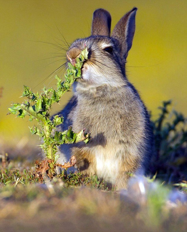 一只小兔子饥不择食的吃草
