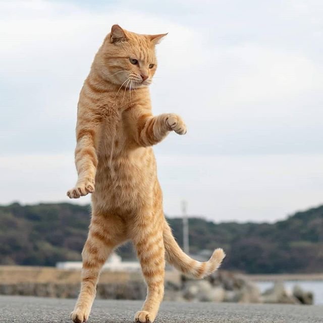 舞吧舞吧，跟着猫咪跳舞吧