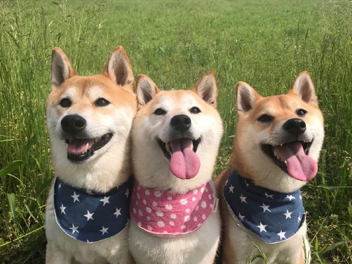 笑容神同步的柴犬三兄妹图片欣赏