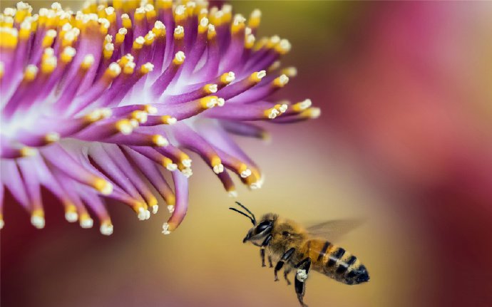 近距离观察采蜜的蜜蜂