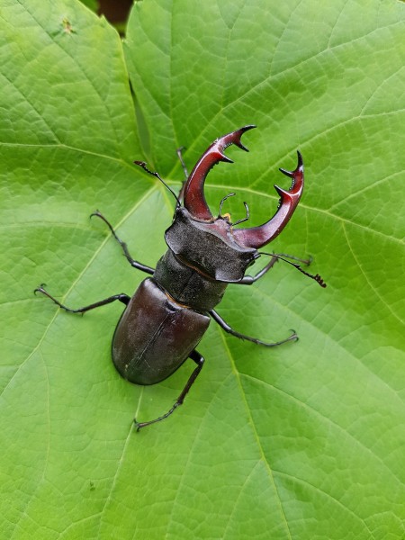 昆虫中的大力士犀牛甲虫图片