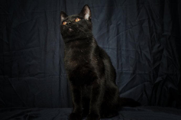 黑色背景下的黑猫摄影图片